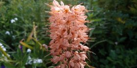 Eremurus x isabellinus 'Cleopatra' Tarhamarskinlilja